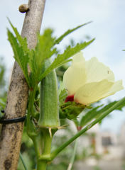 キメラアント襲撃