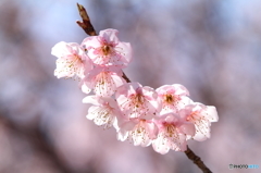 雪割り桜