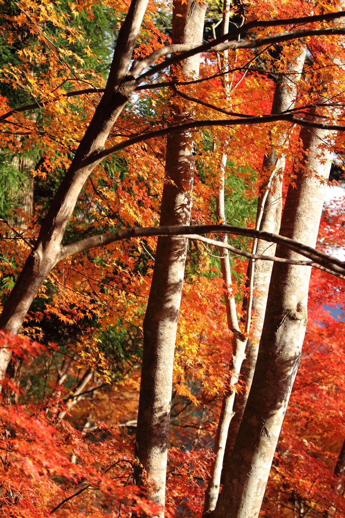 大豊町　定福寺　7