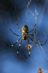 ＨＵＮＴＥＲ