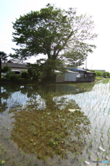樹のある風景