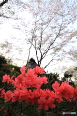 つつじ