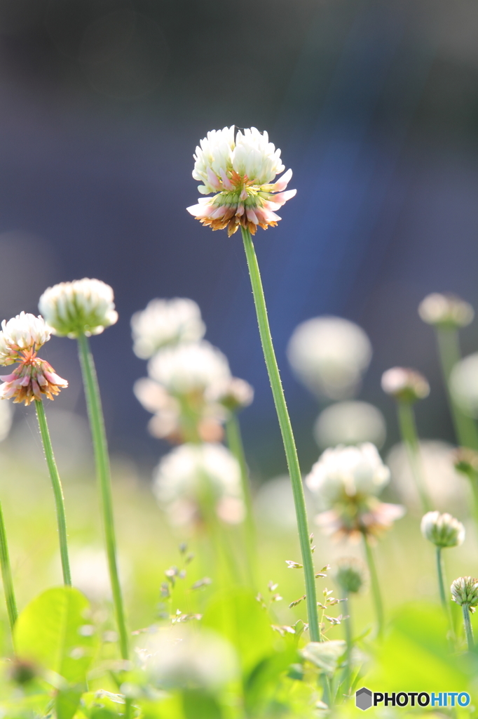 シロツメクサ