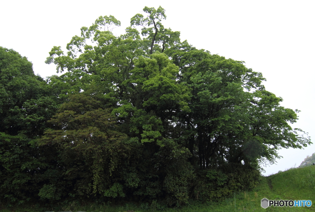 弘岡上のクスノキ