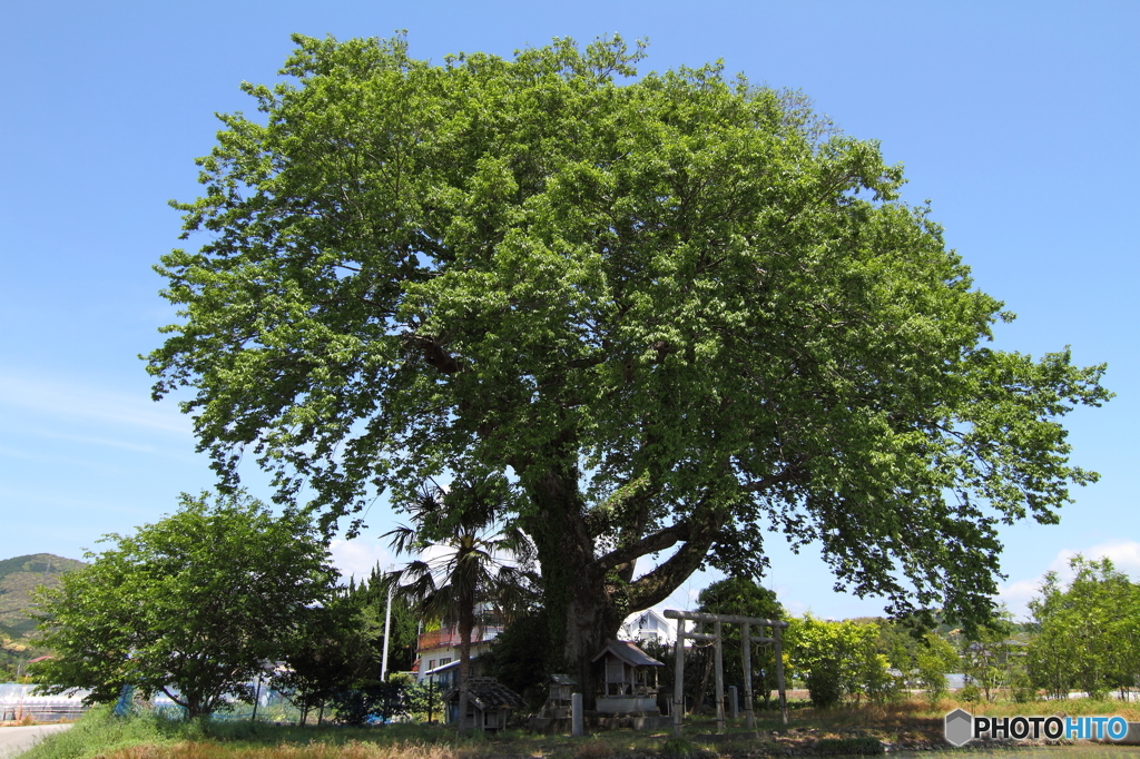 私が気になる樹　006