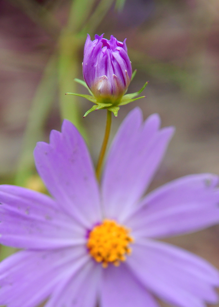 私が次の主役！