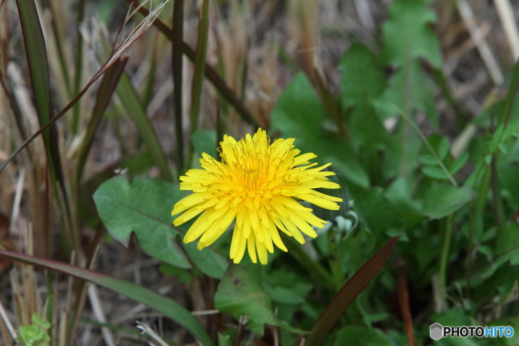 ダンディライオン