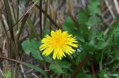 ダンディライオン