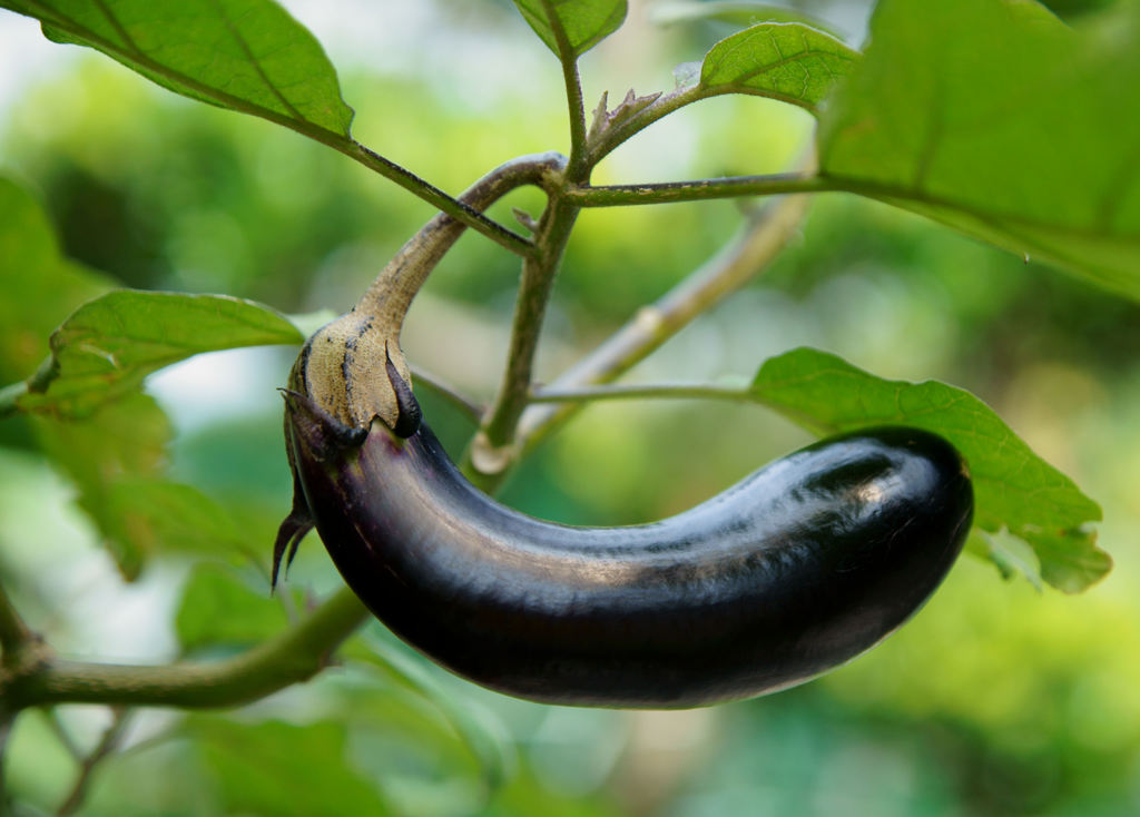 大きくなれよ♪