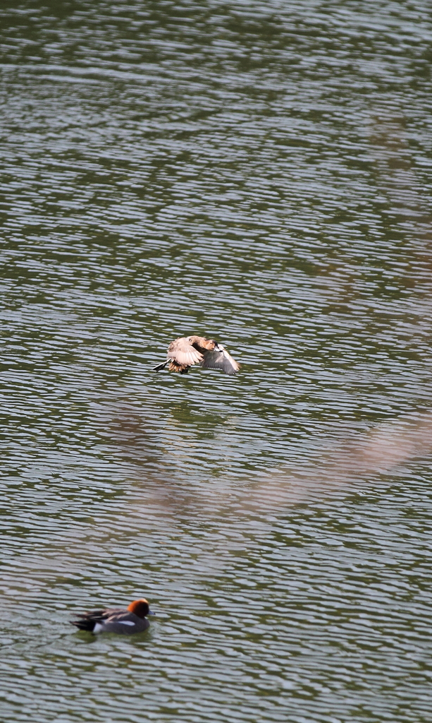 フライングハイ