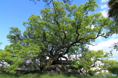 神母神社楠の大木