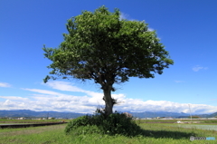 樹のある風景