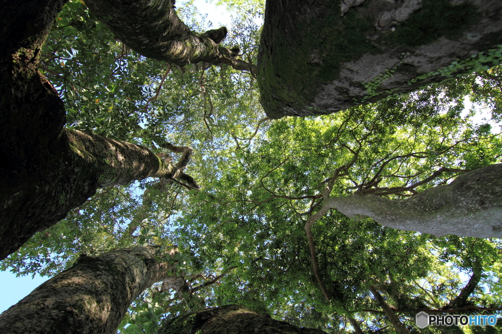 野槌神社のタブノキ