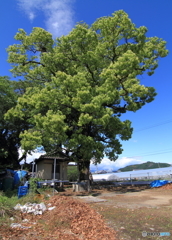 樹のある風景