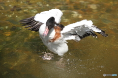 Flap