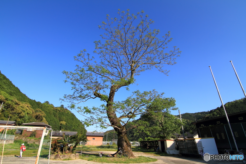 葉山小学校のセンダン