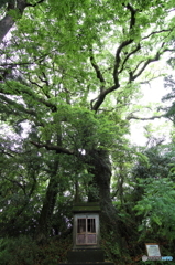 私が気になる樹　009