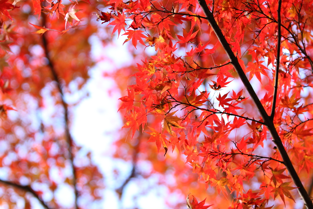 大豊町　定福寺　3