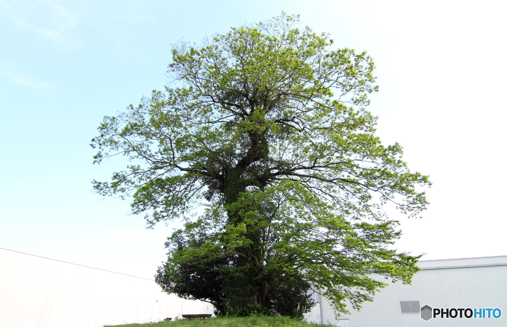 私が気になる樹　008