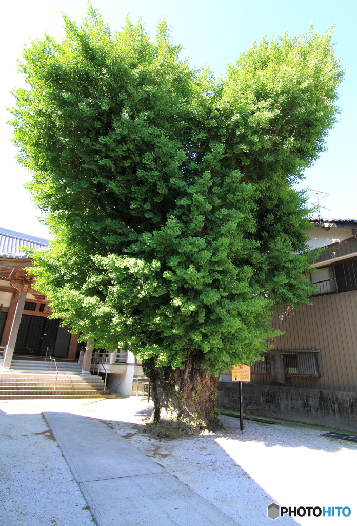 私が気になる樹　013