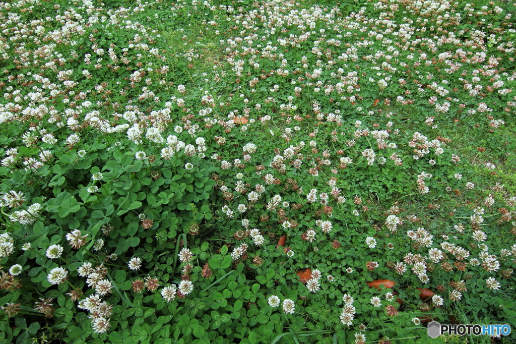 シロツメクサ