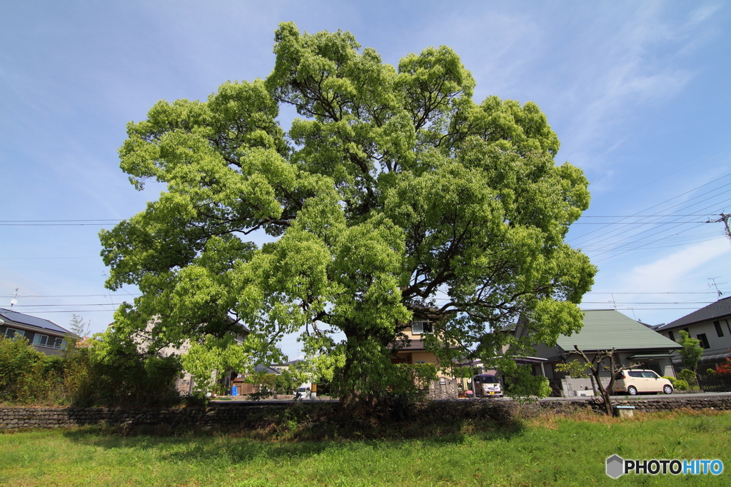 私が気になる樹　007