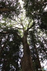 樹