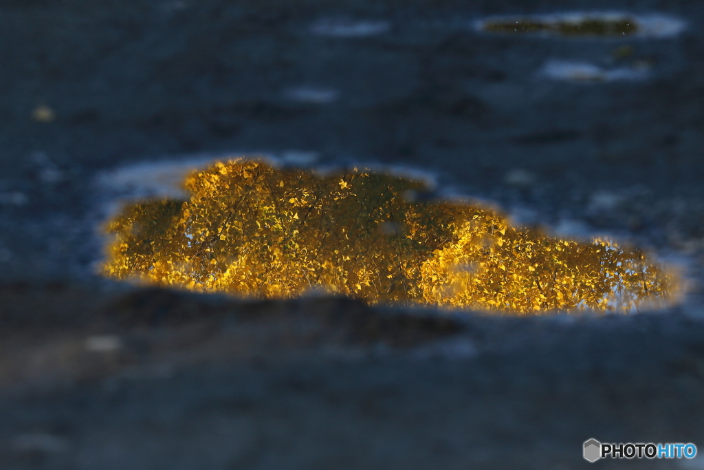 ふと見つけた黄葉