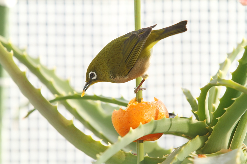 午後の訪問者　ごちになります