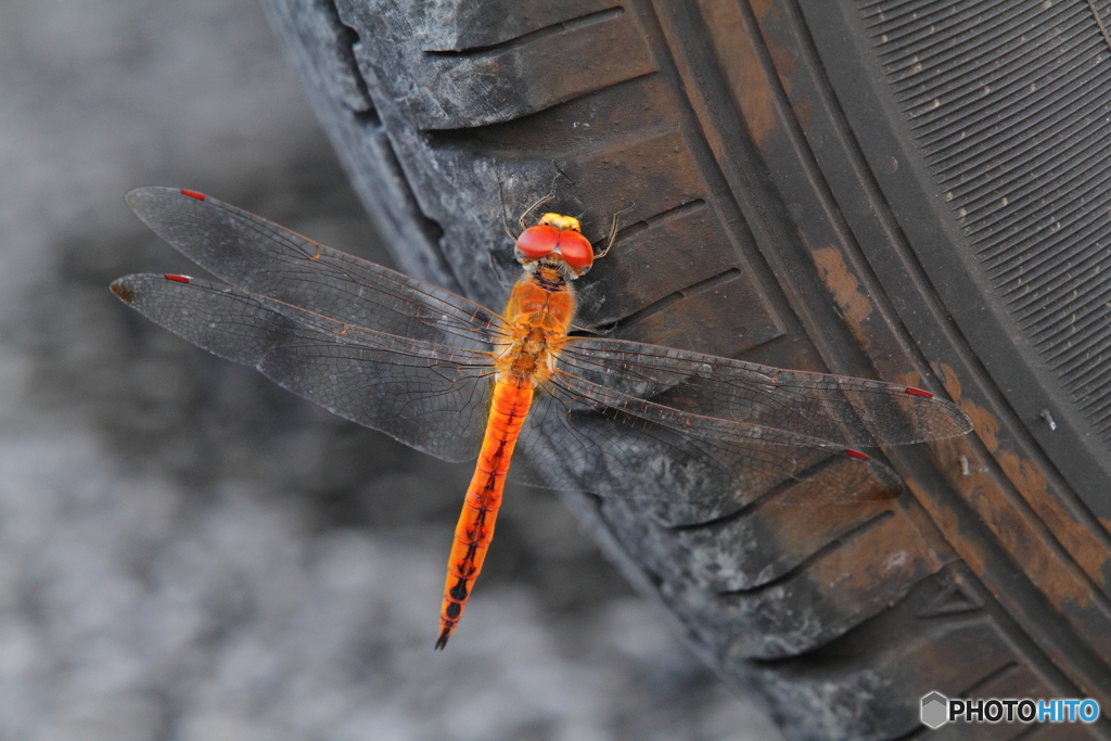 Dragonfly