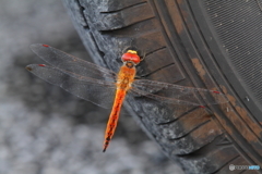 Dragonfly