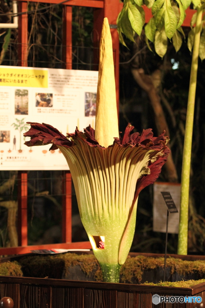 ショクダイオオコンニャク