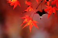 大豊町 定福寺 11