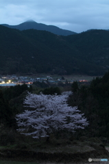 私が気になる樹　004