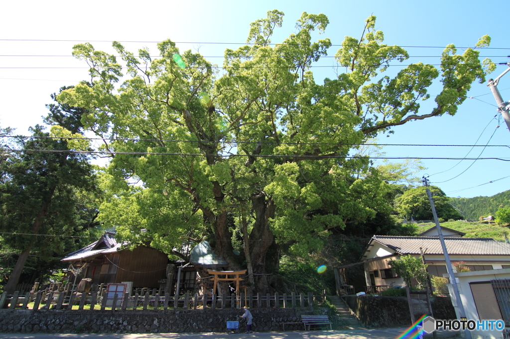 私が気になる樹　012
