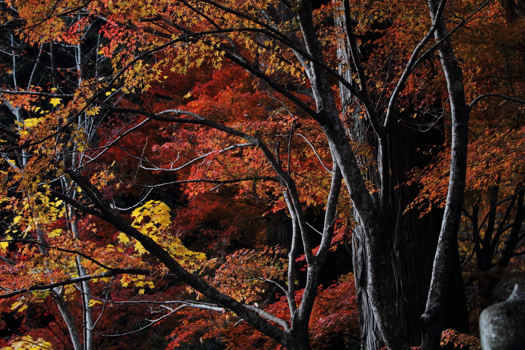 大豊町　定福寺　4