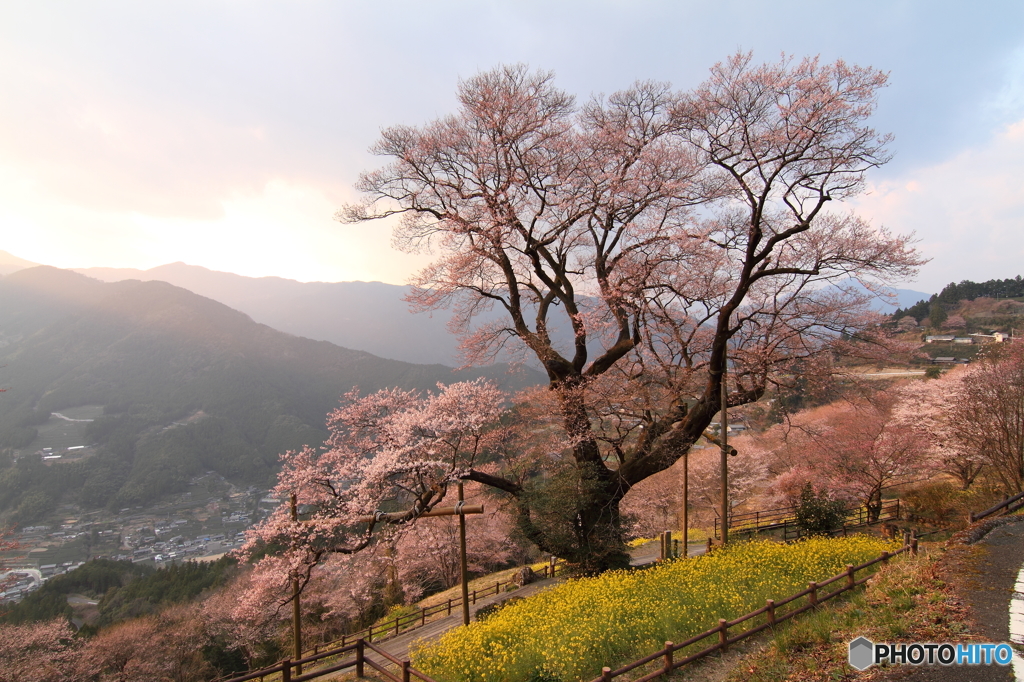 山郷の春