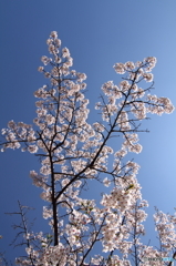サクラ