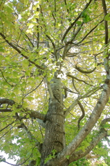 木漏れ日のなかで