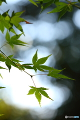 紅葉