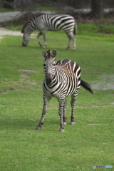 サバンナの香り