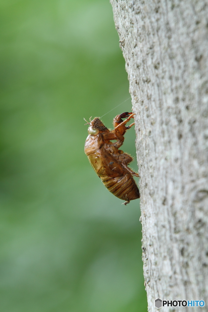 梅雨明けました