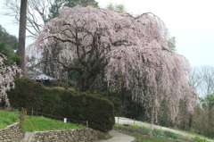 しだれ桜