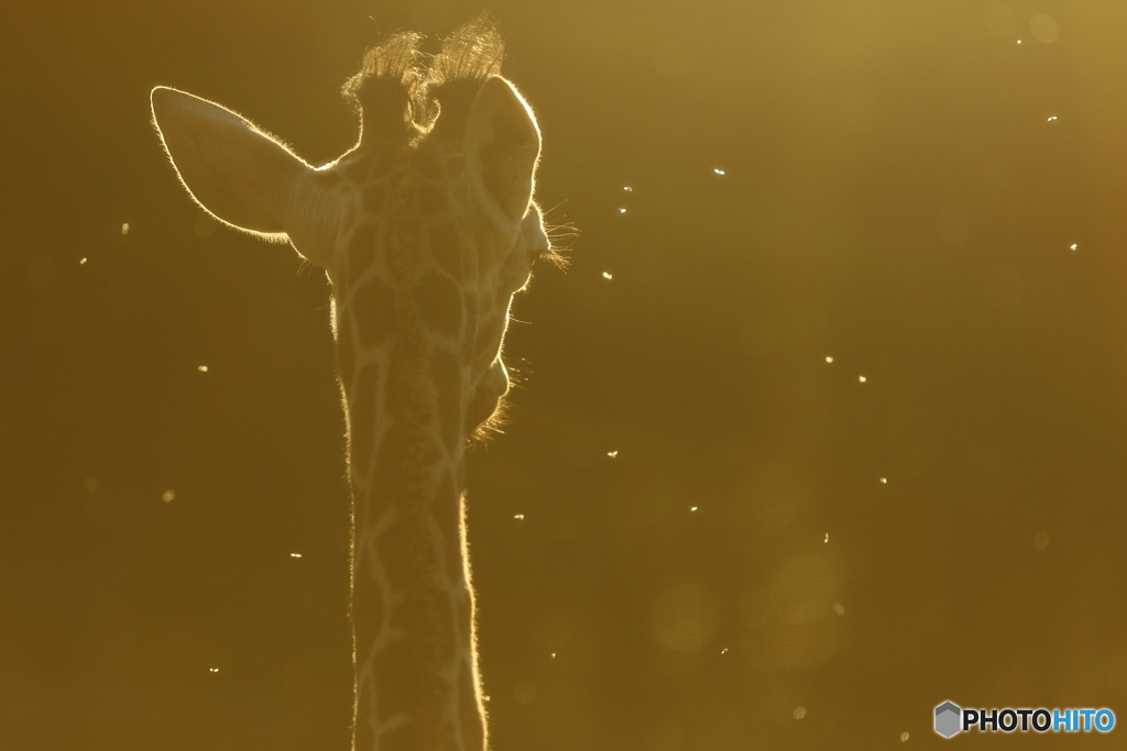 ノスタルジック