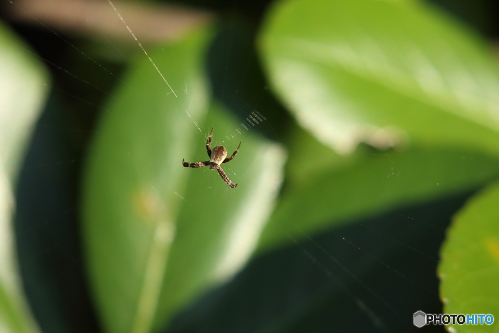 小さなＨＵＮＴＥＲ