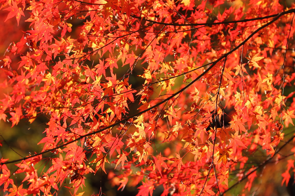 大豊町　定福寺　6