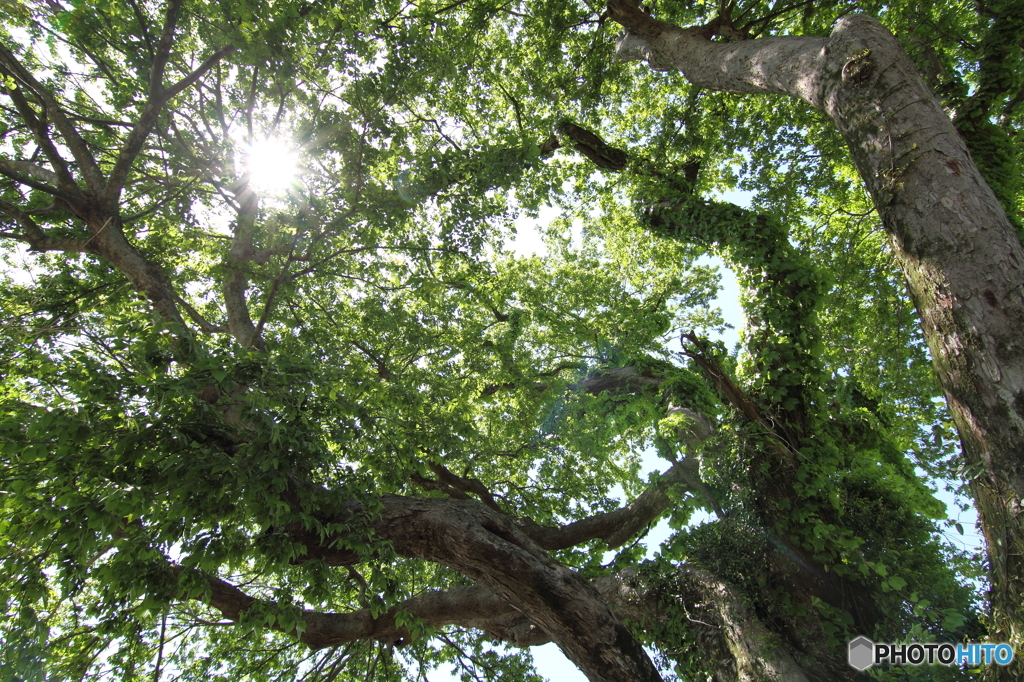 荒神のムクノキ