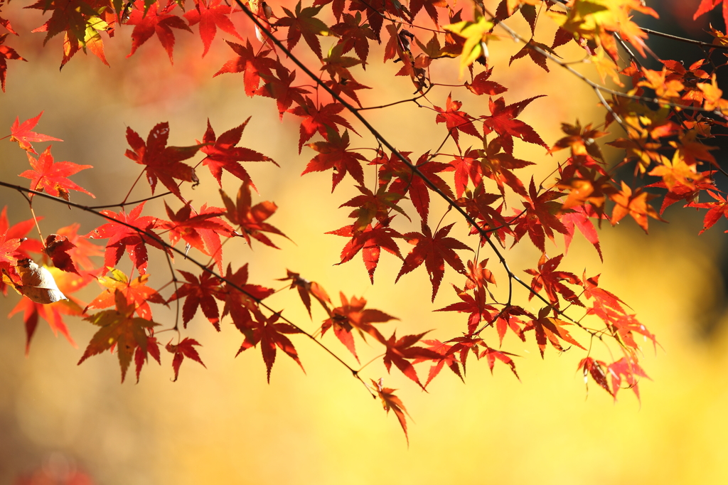 大豊町　定福寺　8