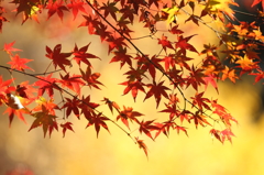 大豊町 定福寺 8