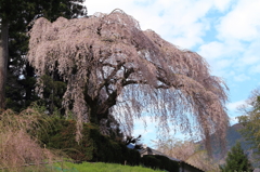 しだれ桜